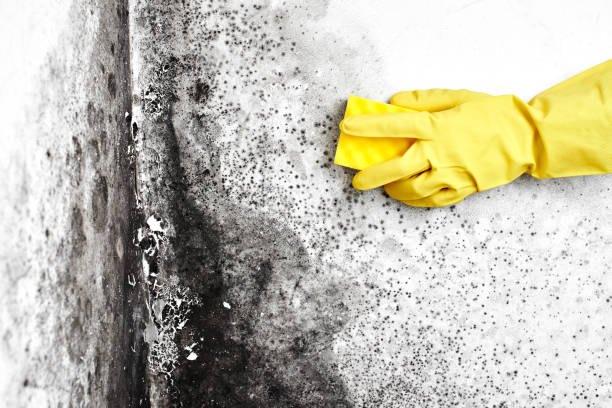 Best Environmental Consulting for Mold Prevention  in Rock Rapids, IA